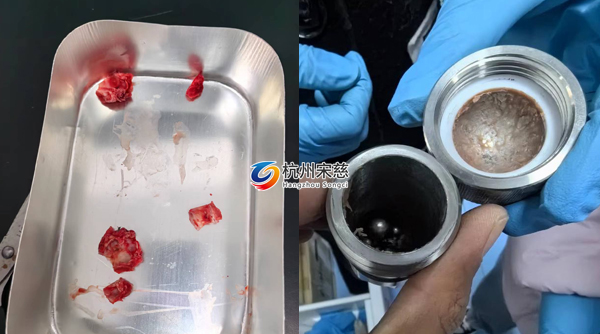 宋慈多樣品組織研磨儀顯神威|大鼠頭骨RNA提取輕松搞定！